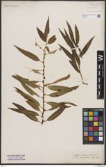 Foto von Salix bonplandiana Kunth